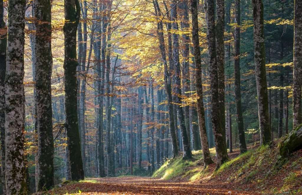 La Foresta del Cansiglio, qui i Carabinieri forestali tutelano il patrimonio naturale, faunistico e paesaggistico, controllano il territorio e gestiscono le Riserve Naturali presenti nell’area.